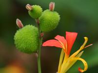 Indisches Blumenrohr - Botanischer Garten Puerto de la Cruz